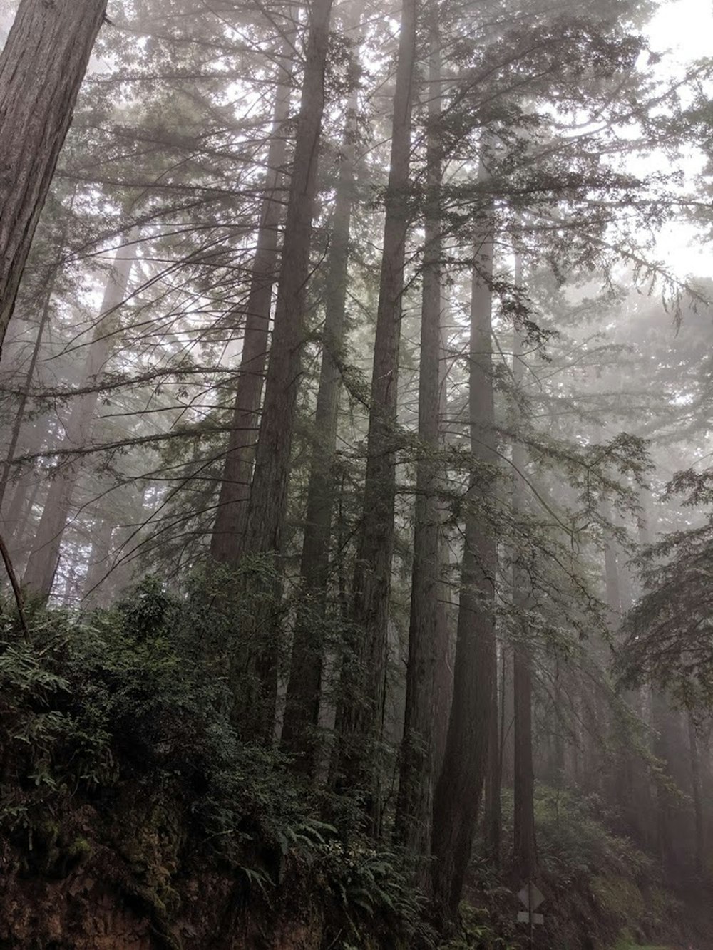 tall trees during foggy weather