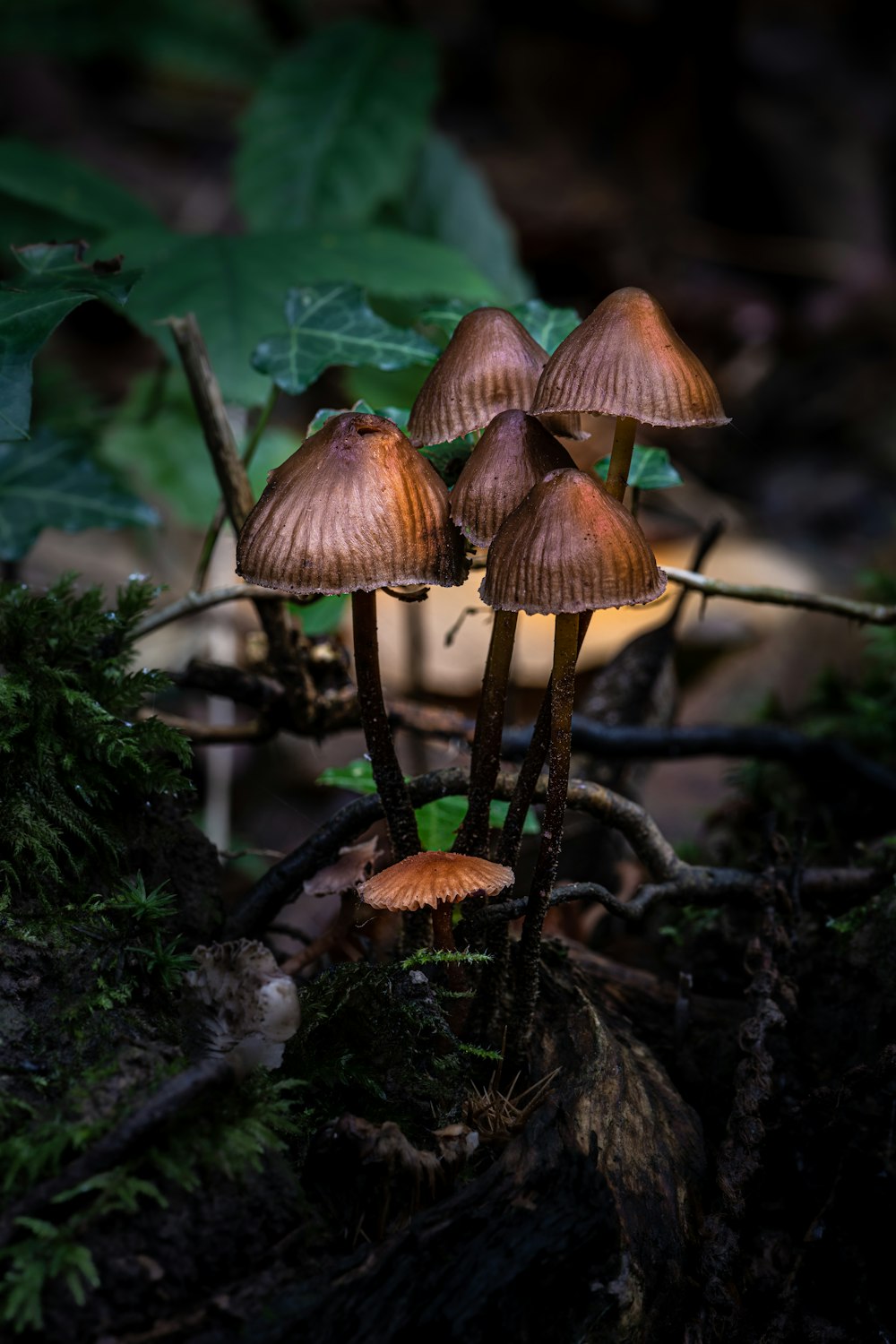 braune Pilze in der Nacht