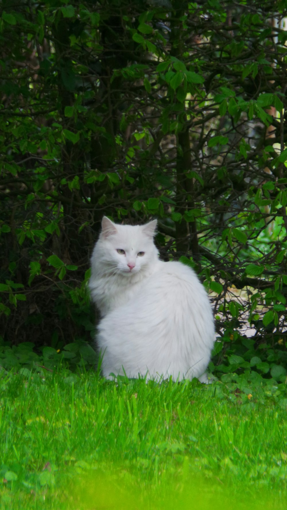 낮 동안 잔디 잎이 달린 식물에 의해 큰 흰 고양이