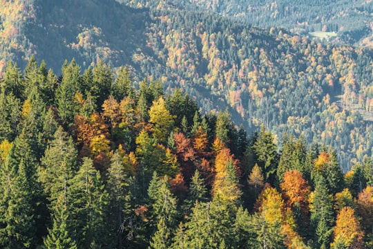 aerial photo of trees in Baumgartenschneid Germany