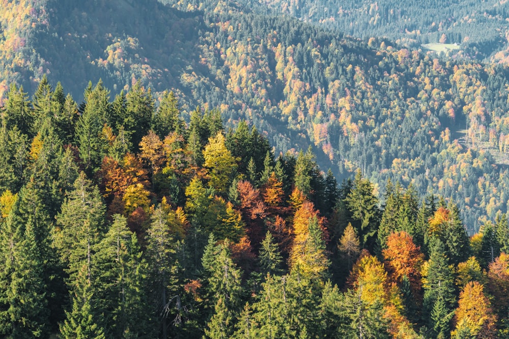 aerial photo of trees