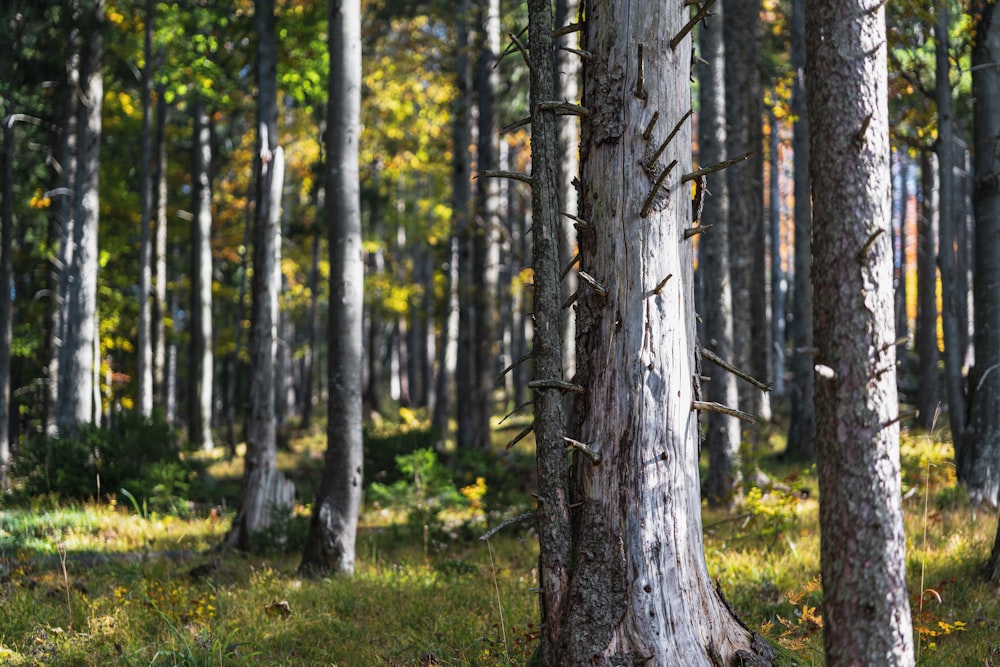 trees with thorns