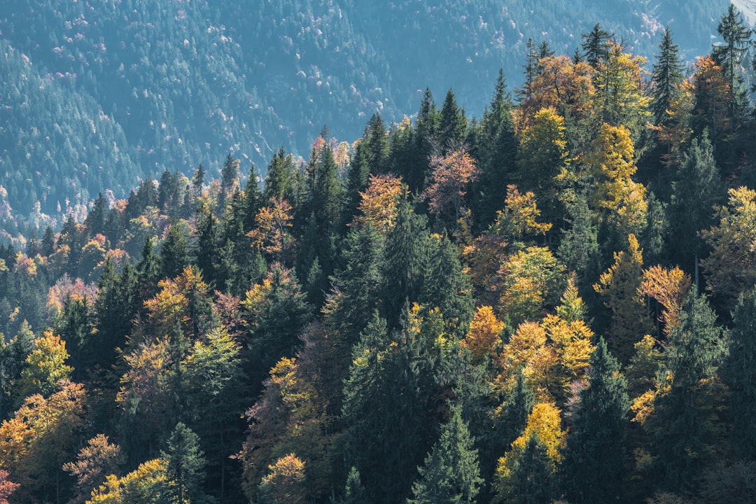 Tropical and subtropical coniferous forests photo spot Baumgartenschneid Schönau am Königssee