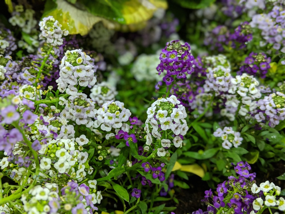 fiori a grappolo bianchi e viola