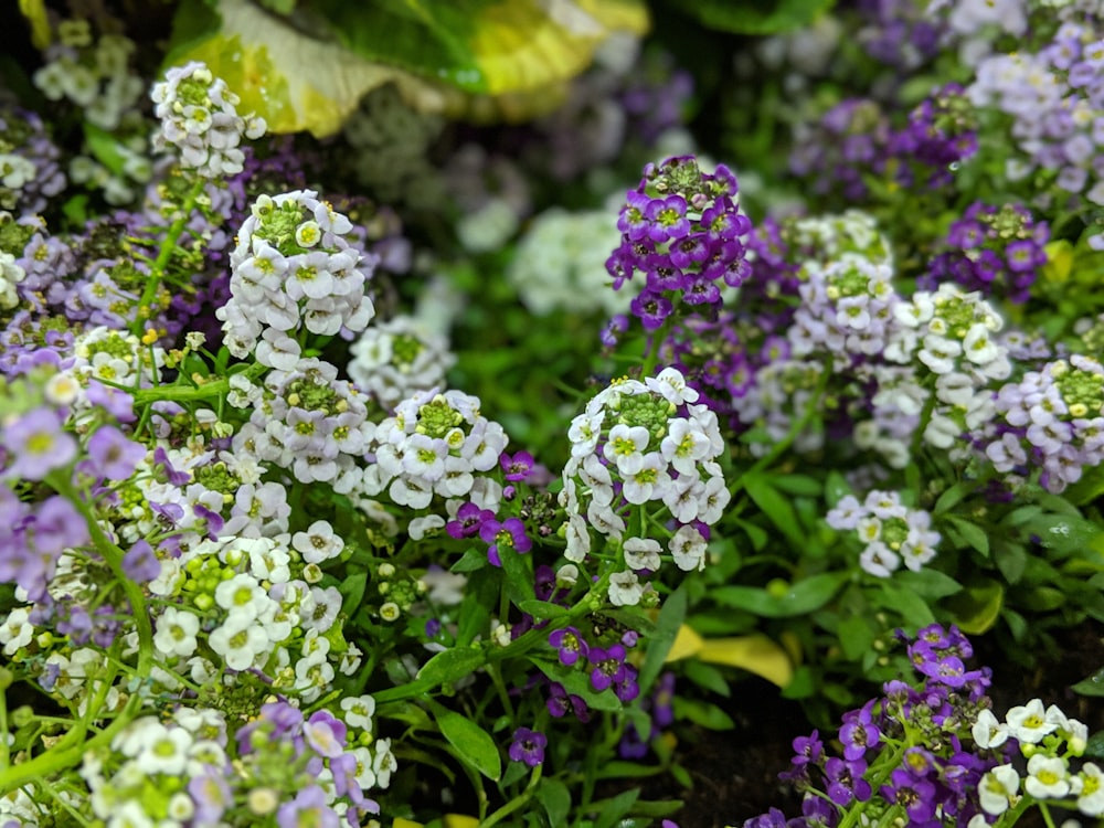 white and purple cluster flowers