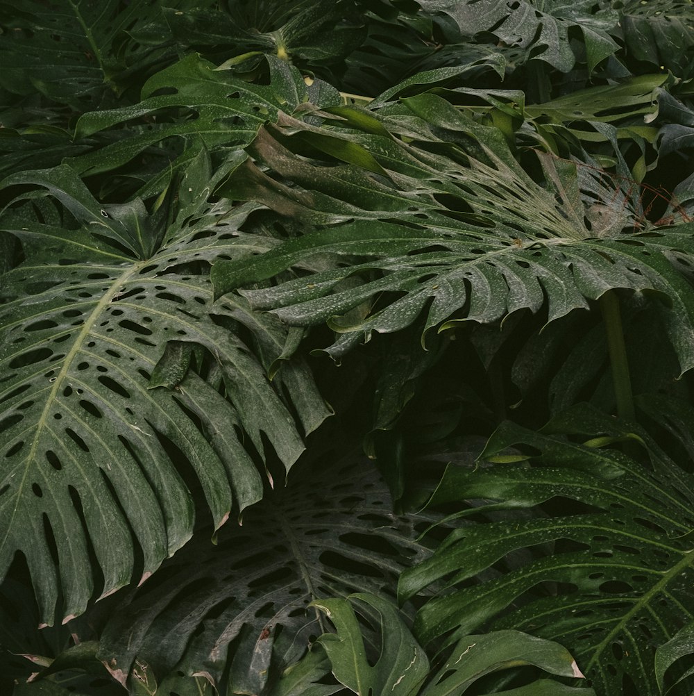 green leaf plant