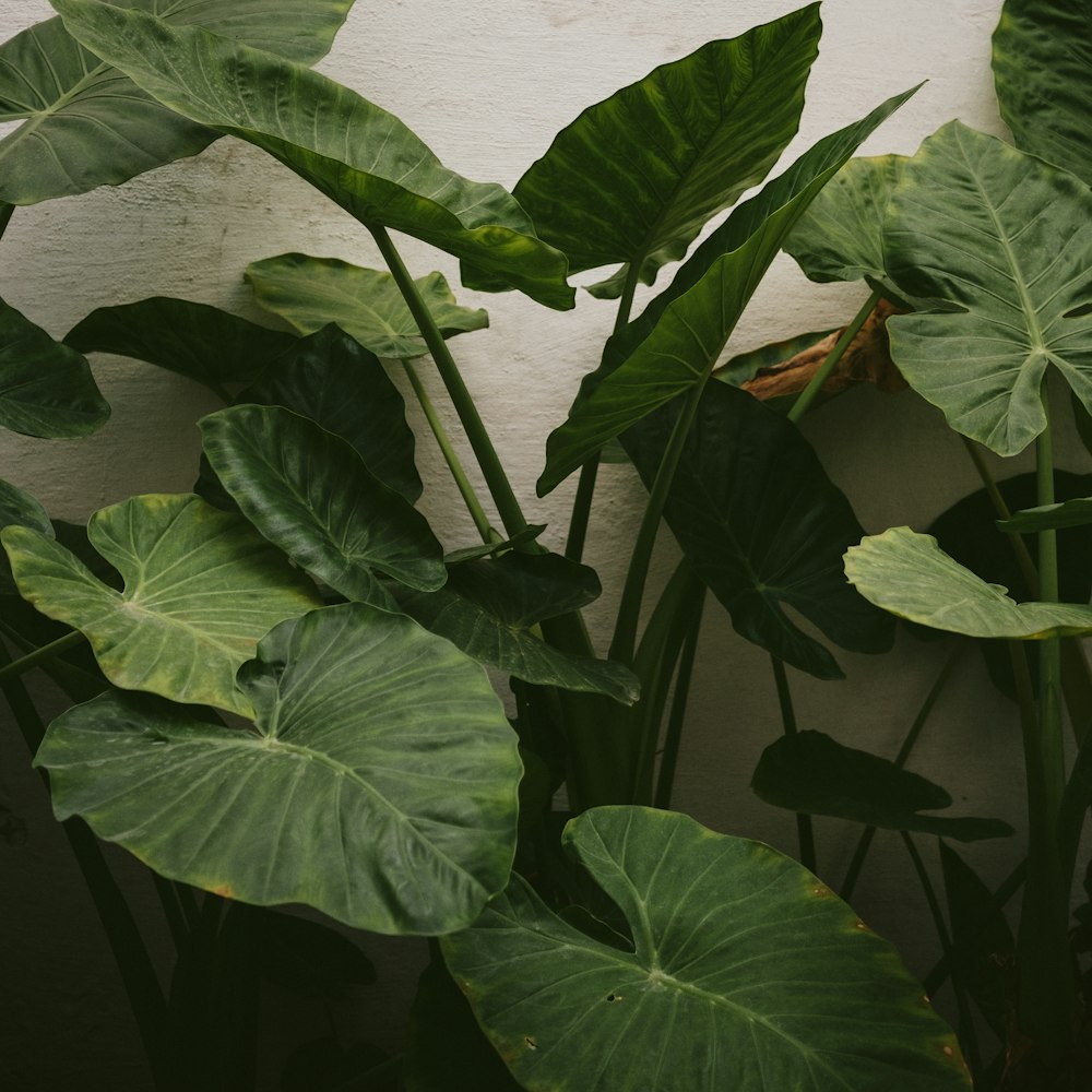 green leaf plants