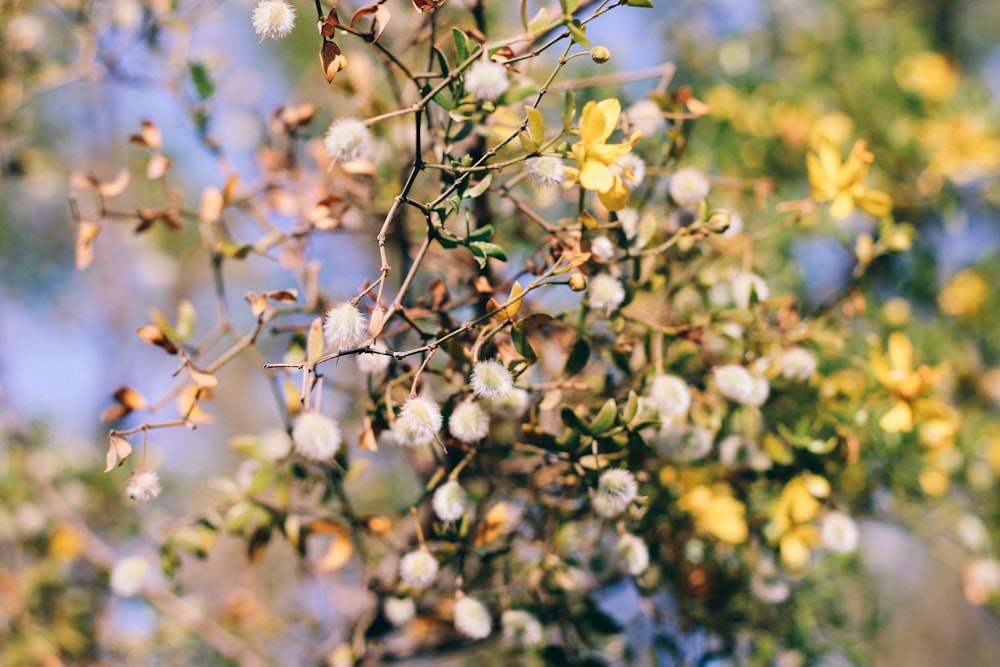 shallow focus photo of white and yellow flowers