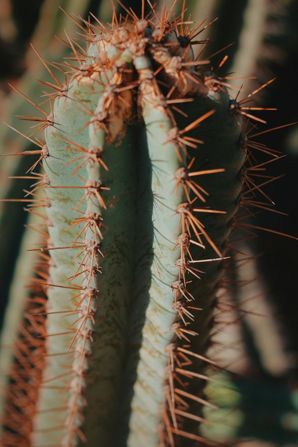 shallow focus photo of green and white cactus