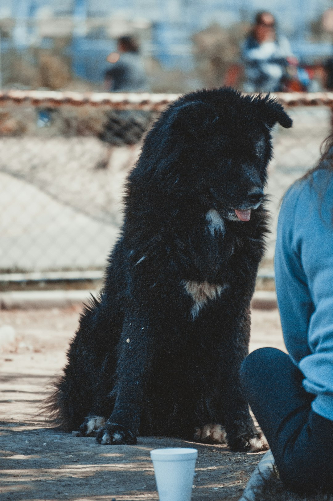 adult black and white chow chow sitting on the ground