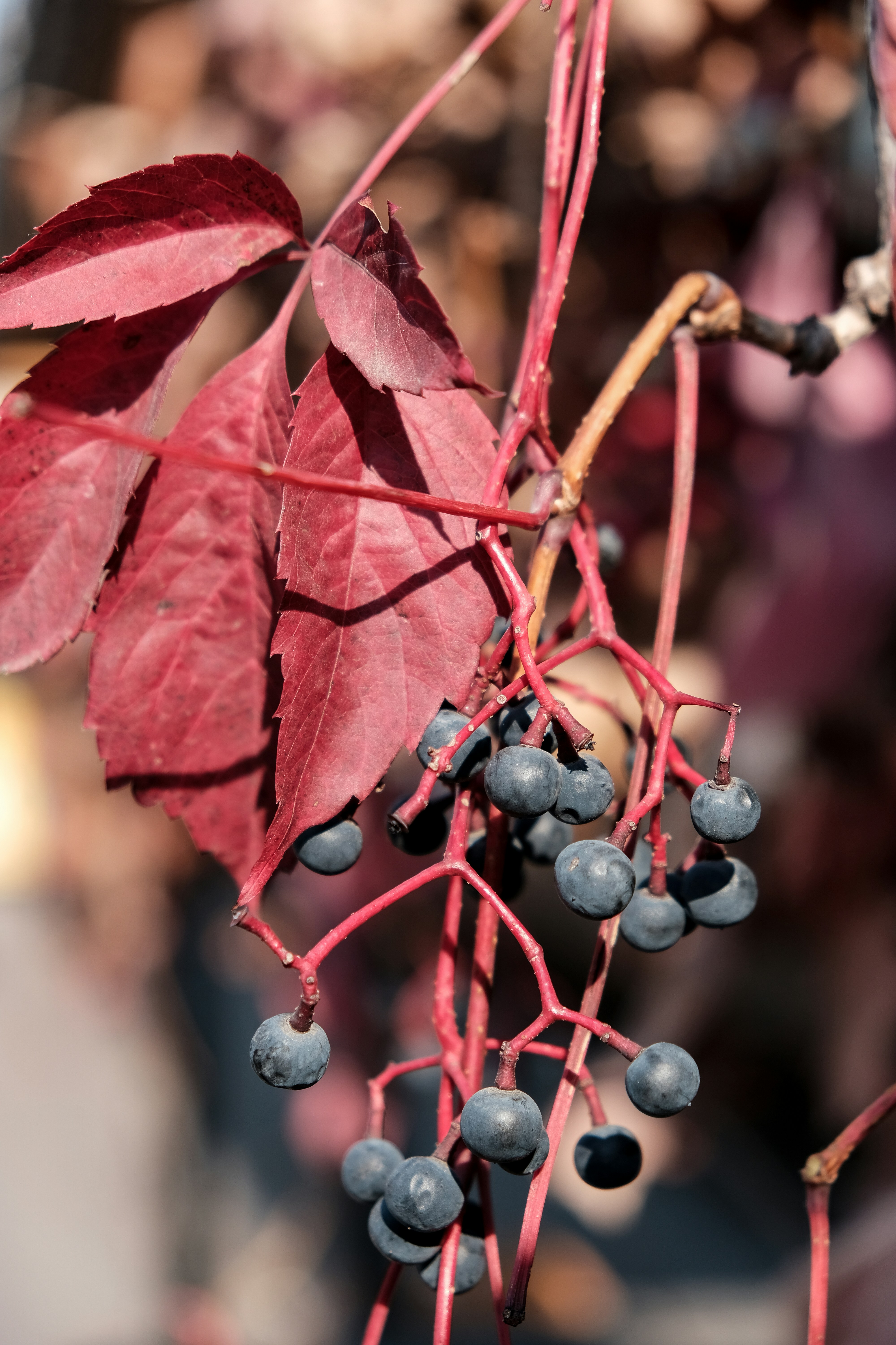 Photo by dpidhrushnyi