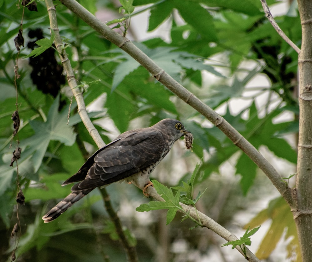 shallow focus photo of black bird