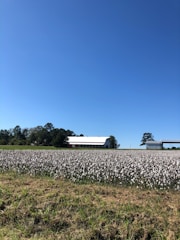 A field full of blooming cotton plants stretches across the middle ground, with a large, clear blue sky overhead. In the background, there is a white barn with a red roof and another structure, surrounded by trees.
