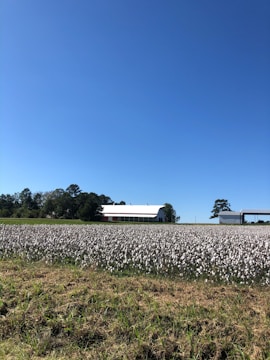 A field full of blooming cotton plants stretches across the middle ground, with a large, clear blue sky overhead. In the background, there is a white barn with a red roof and another structure, surrounded by trees.