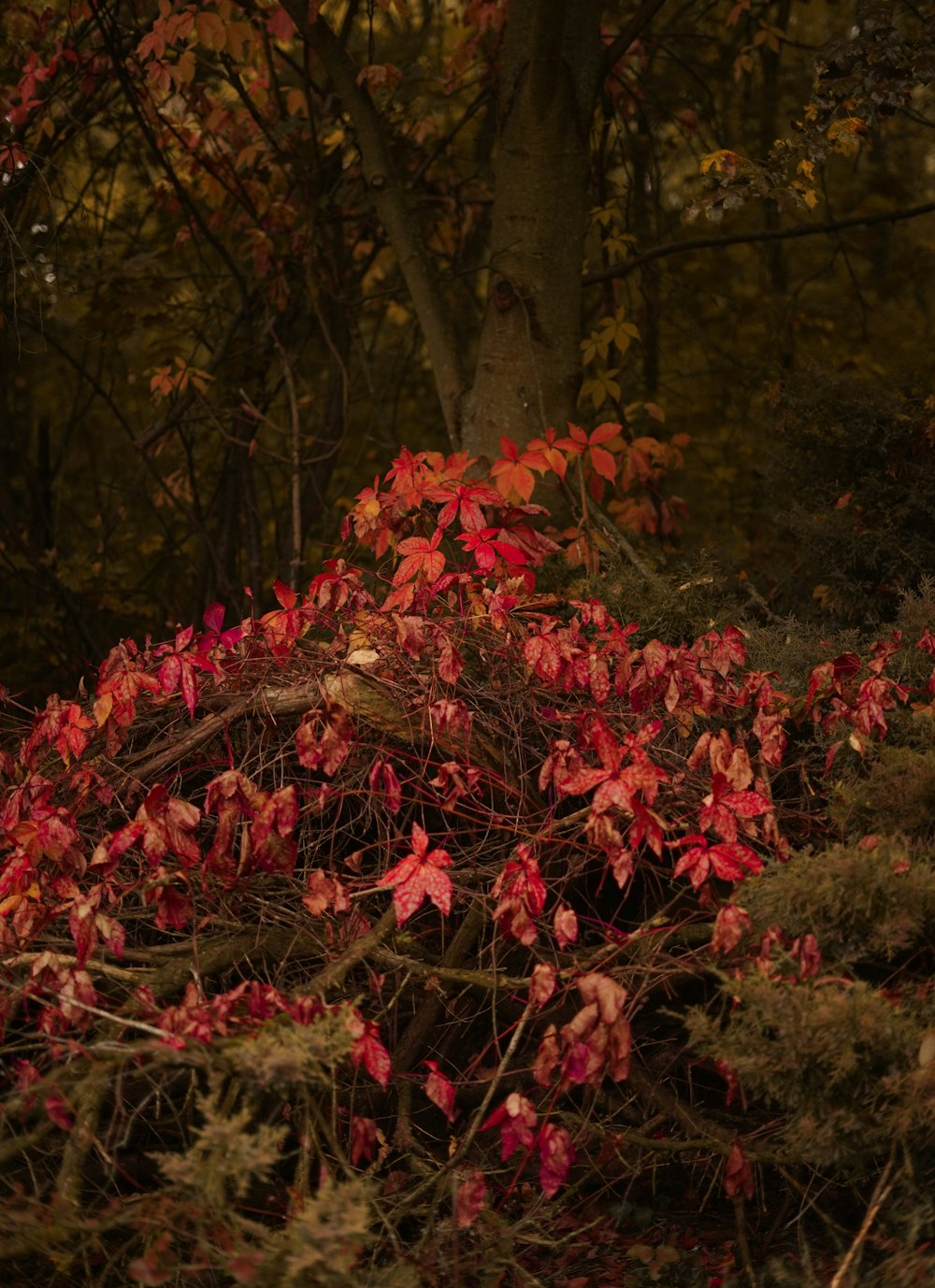 red leaf plants near trees