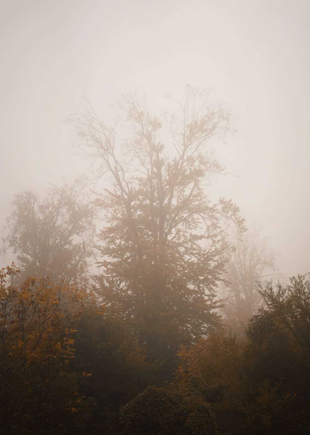 silhouette of trees