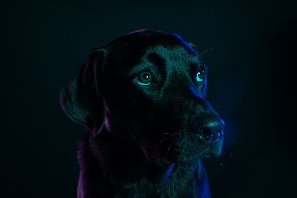 adult black Labrador retriever