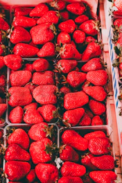 A vibrant image showing freshly harvested strawberries being carefully loaded for export.