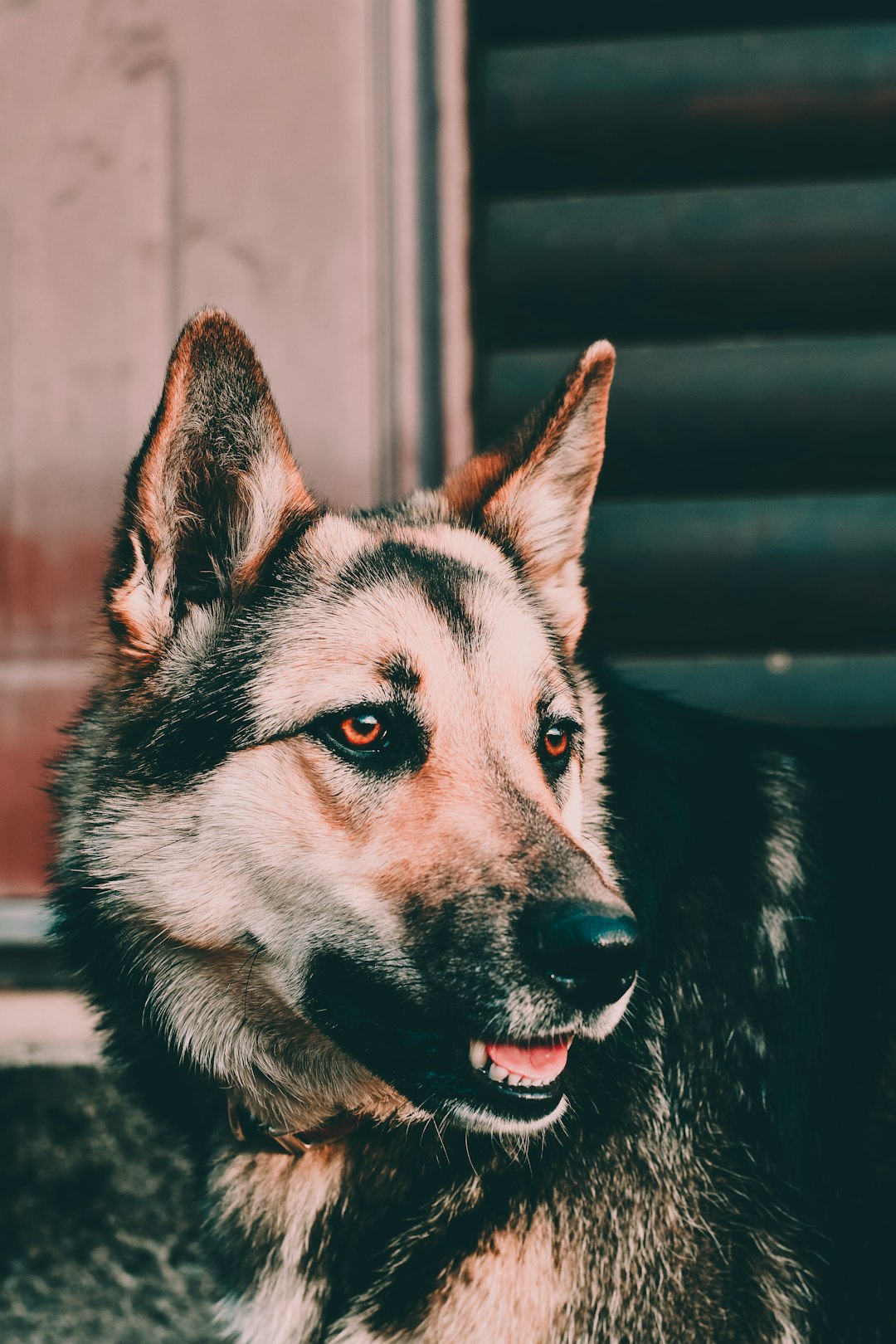 white and black husky