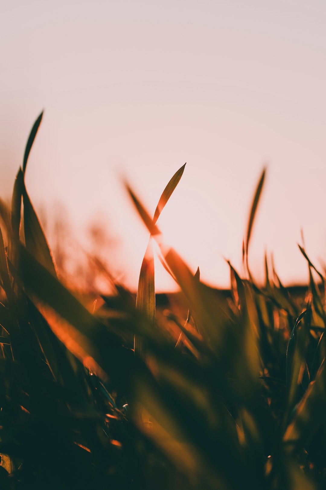 closeup photo of green grass