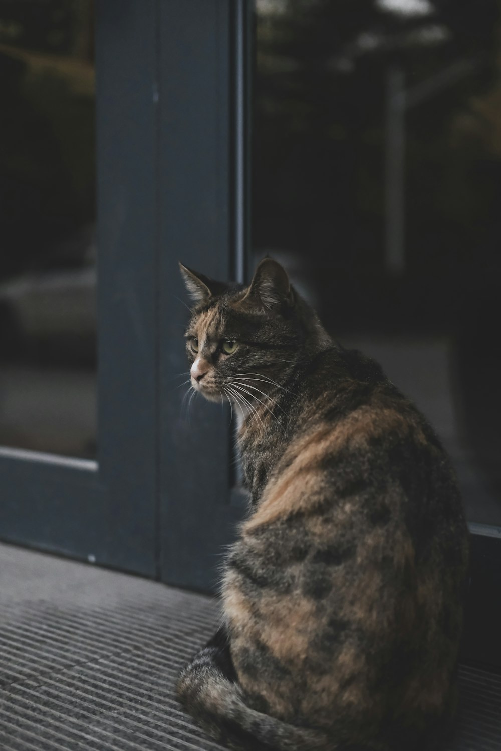 Gatto Calico vicino alla porta a vetri