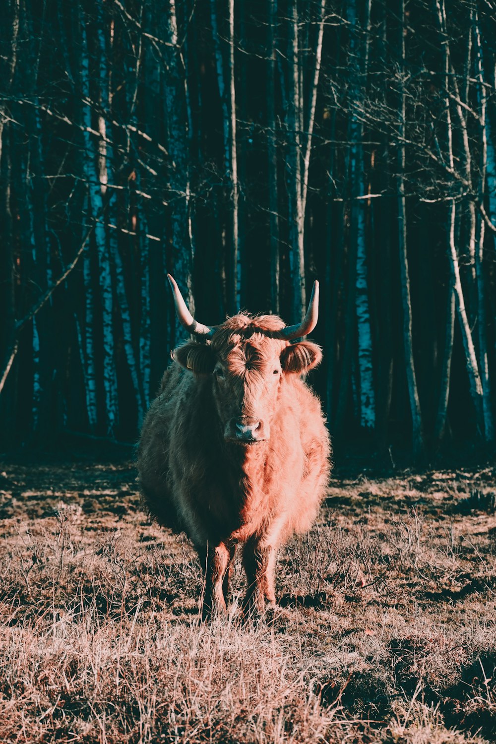 Foto mit flachem Fokus einer braunen Kuh