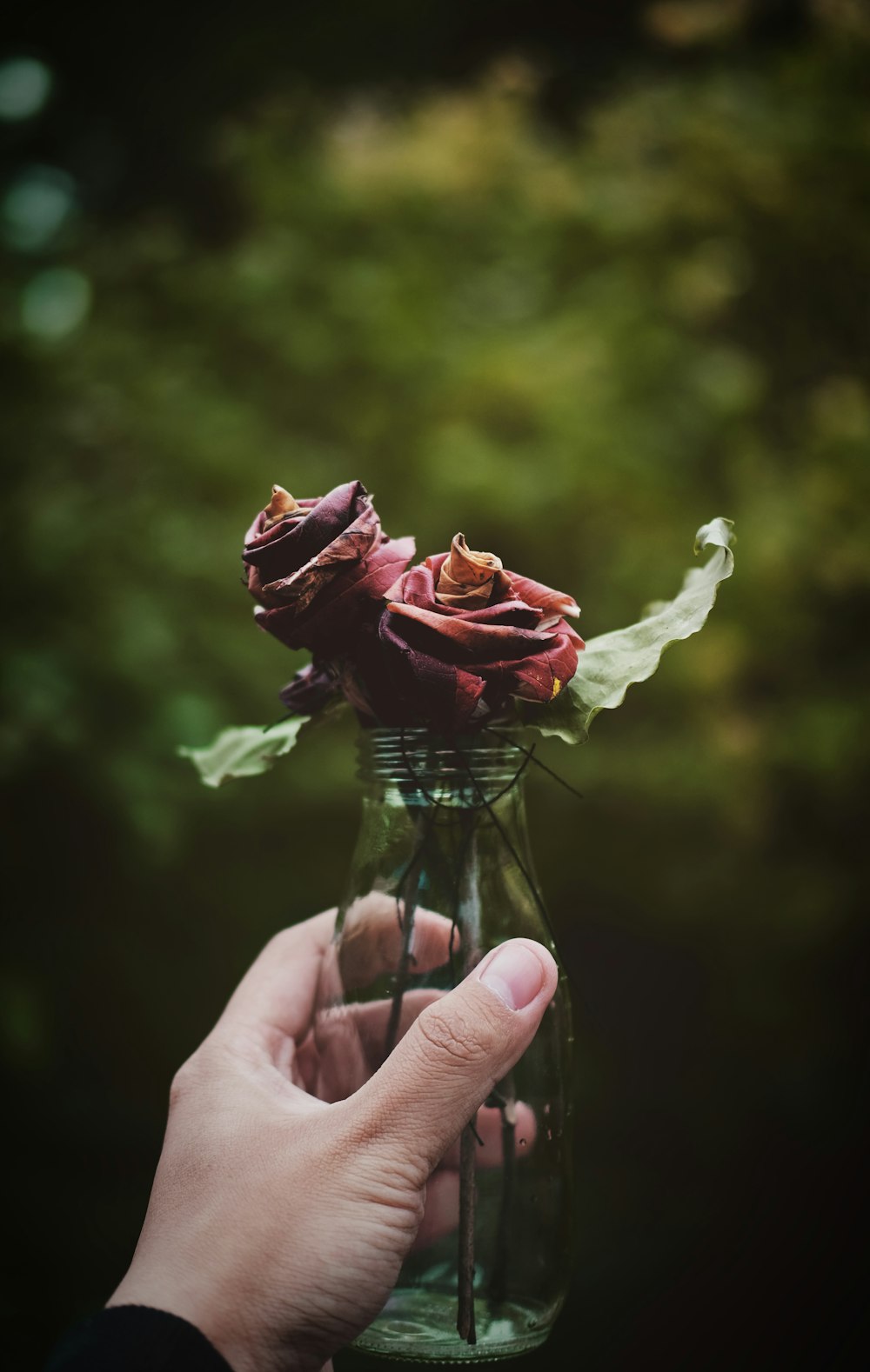 red rose flower