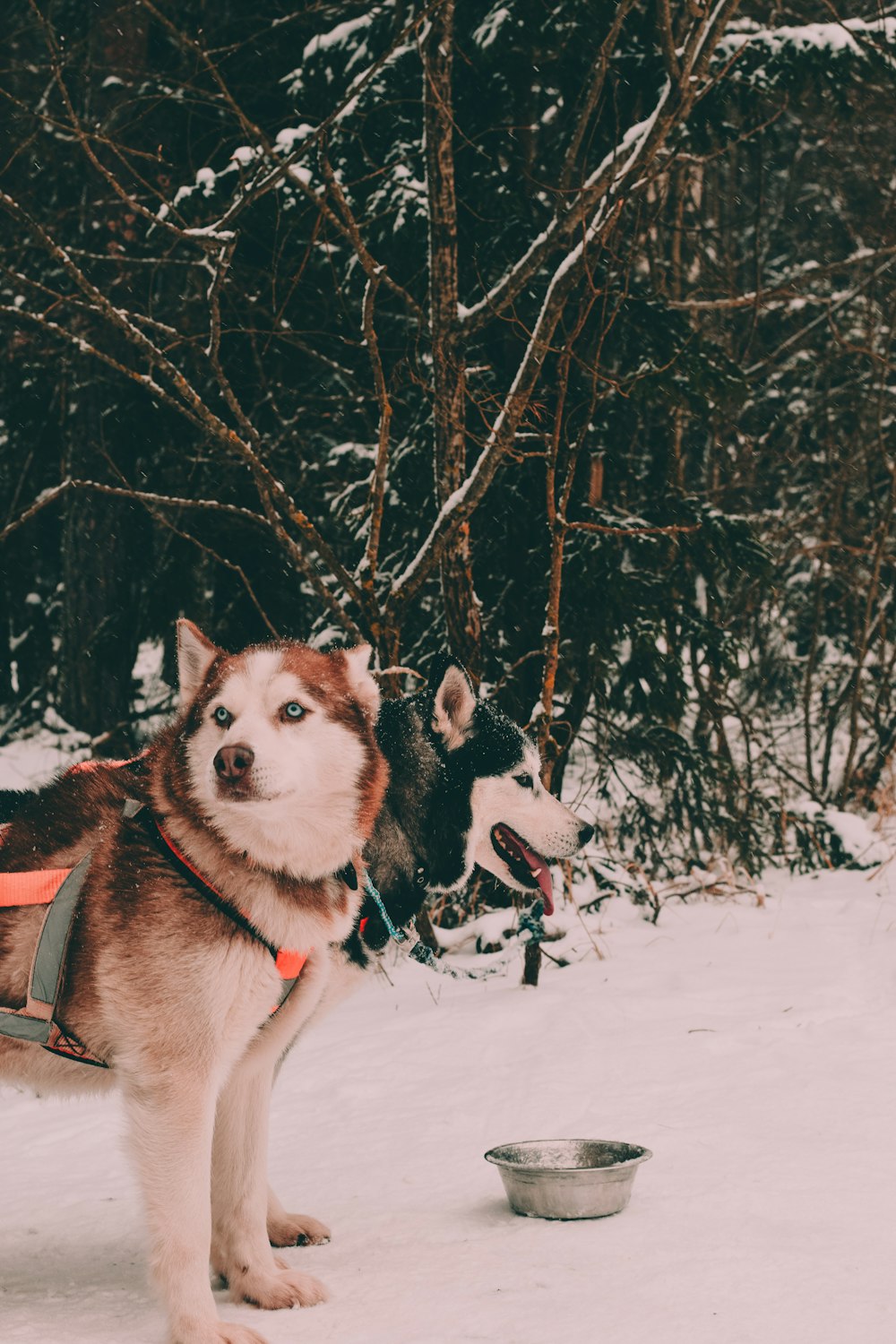 two Siberian huskies near trees