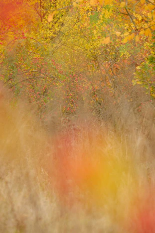 A vibrant autumn landscape with colorful leaves falling gently around a cozy workspace.