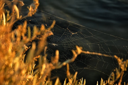 brown cob web near yellow plant in İzmir Turkey