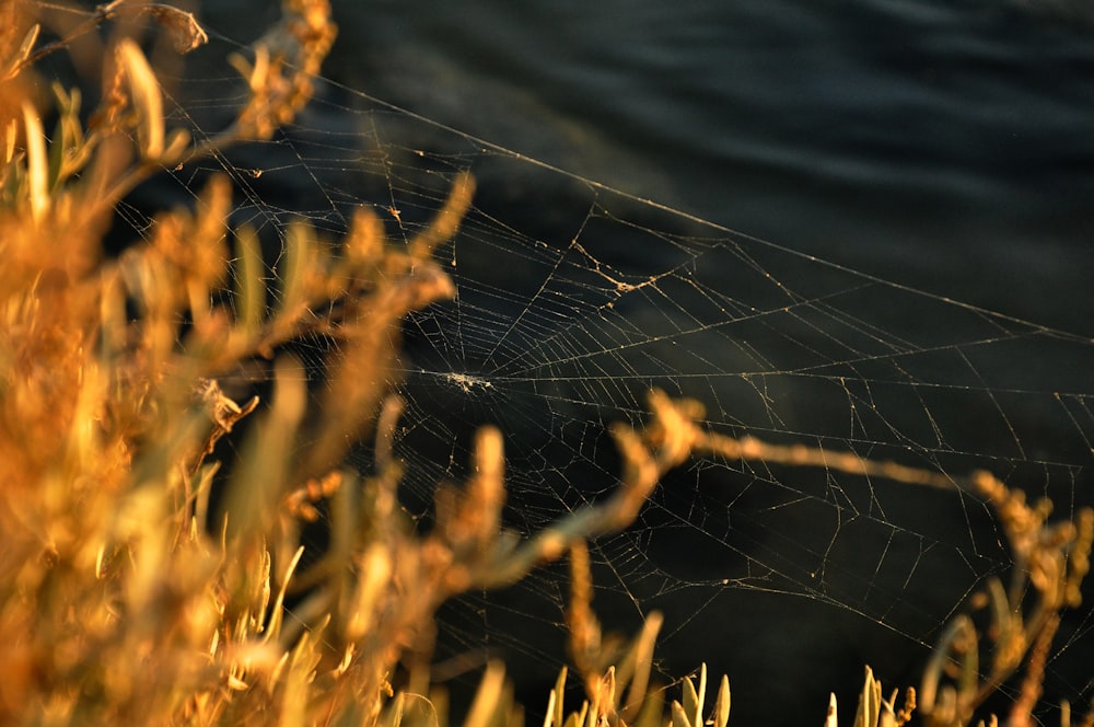 brown cob web near yellow plant