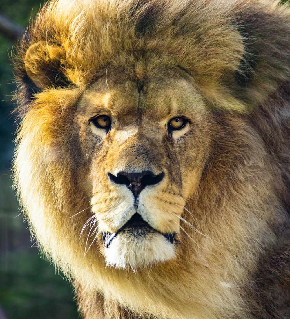 male lion