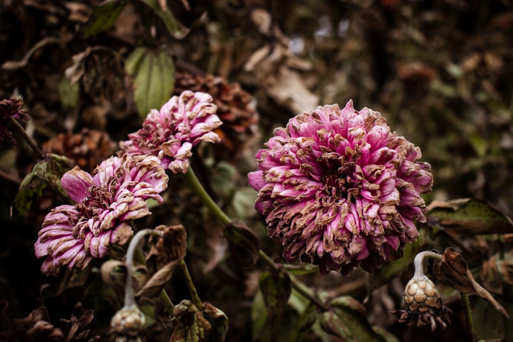 macro photography of pink daisy flowers