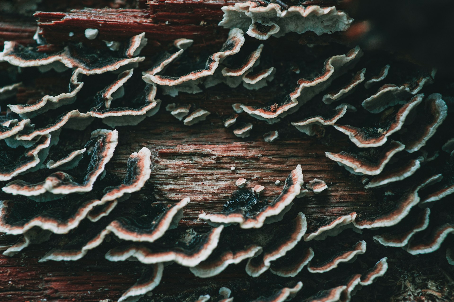 brown mushrooms