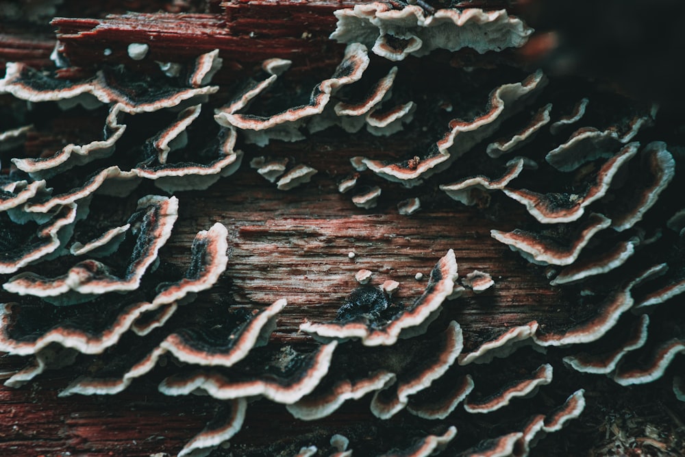 cogumelos castanhos