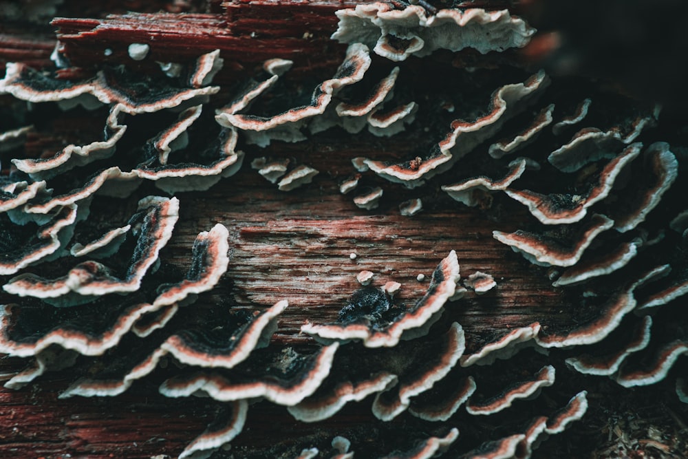 brown mushrooms