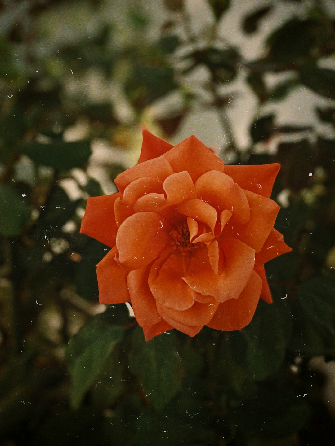 closeup photo of orange cluster petaled flower