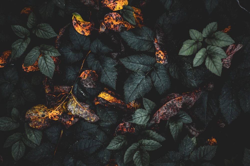 macro photography of green leaf plants