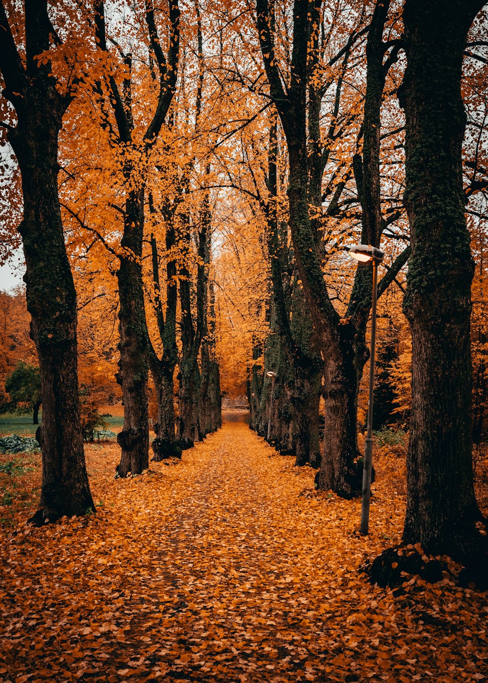 brown leaf trees