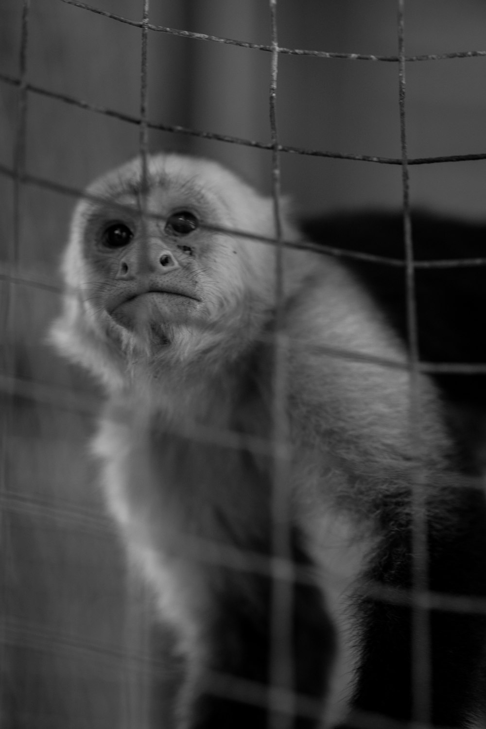 primate inside cage