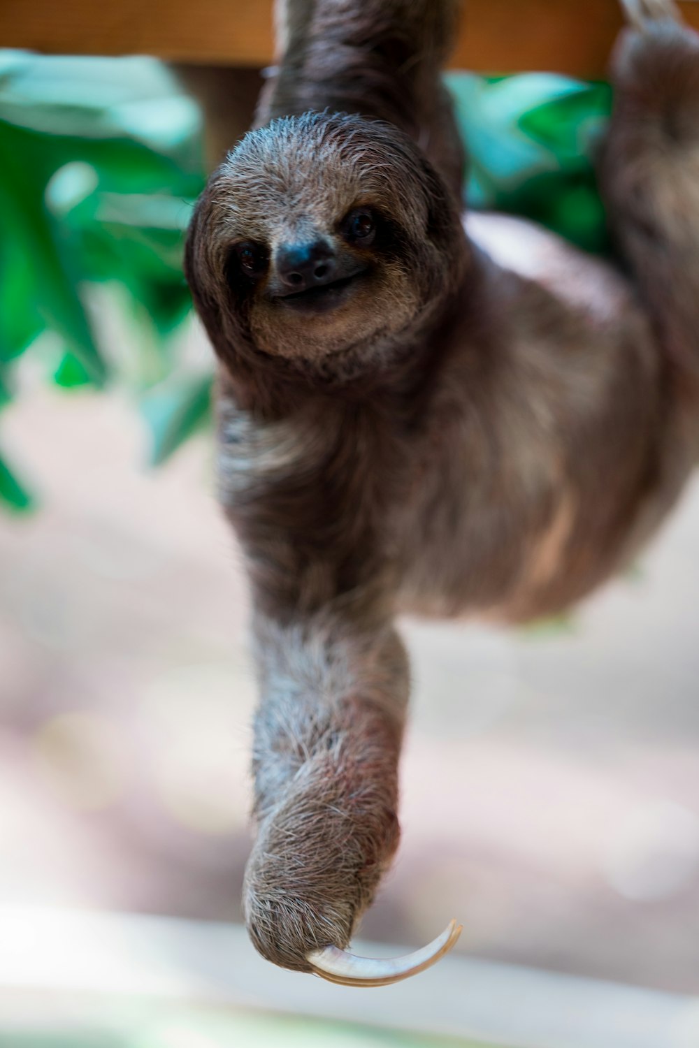 brown sloth