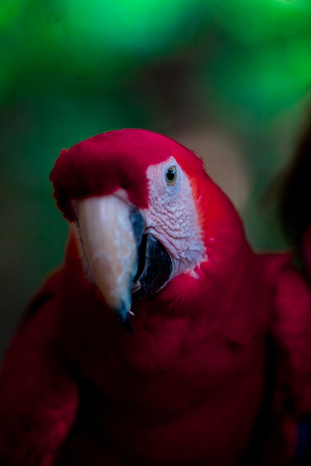 빨간 앵무새