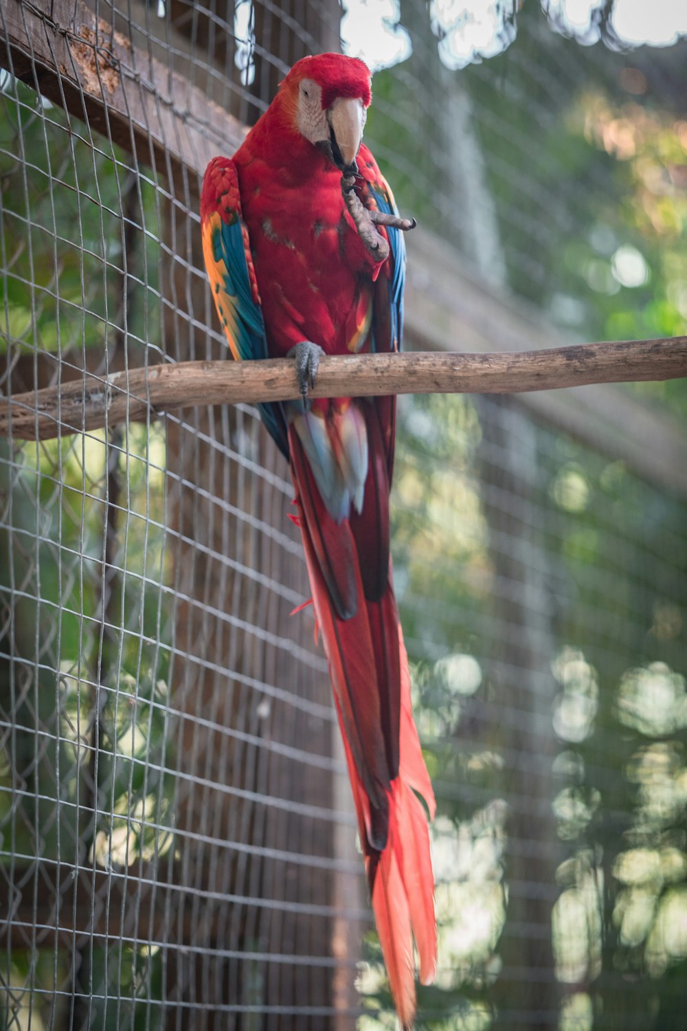 red and blue macaw inside cage
