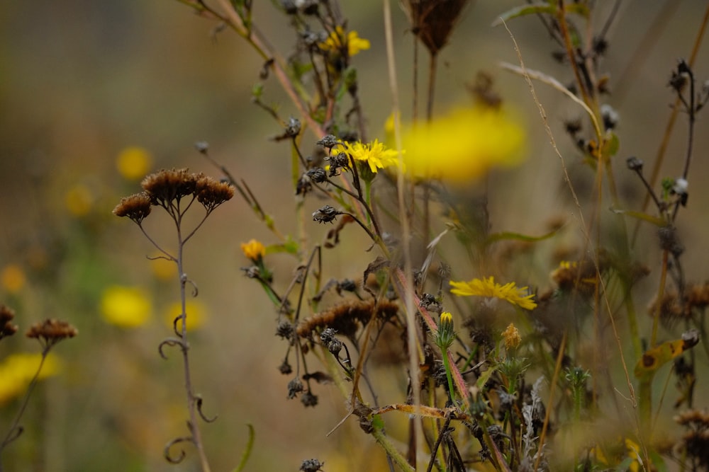 yellow petaled flowers during daytime