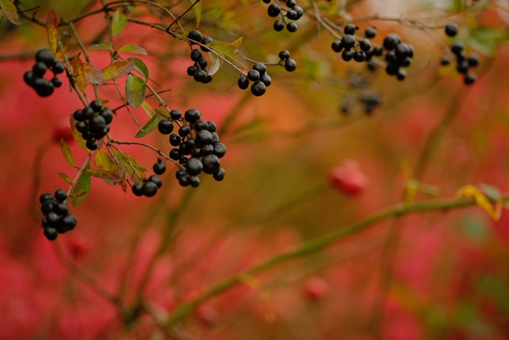 macro photography of round black fruits