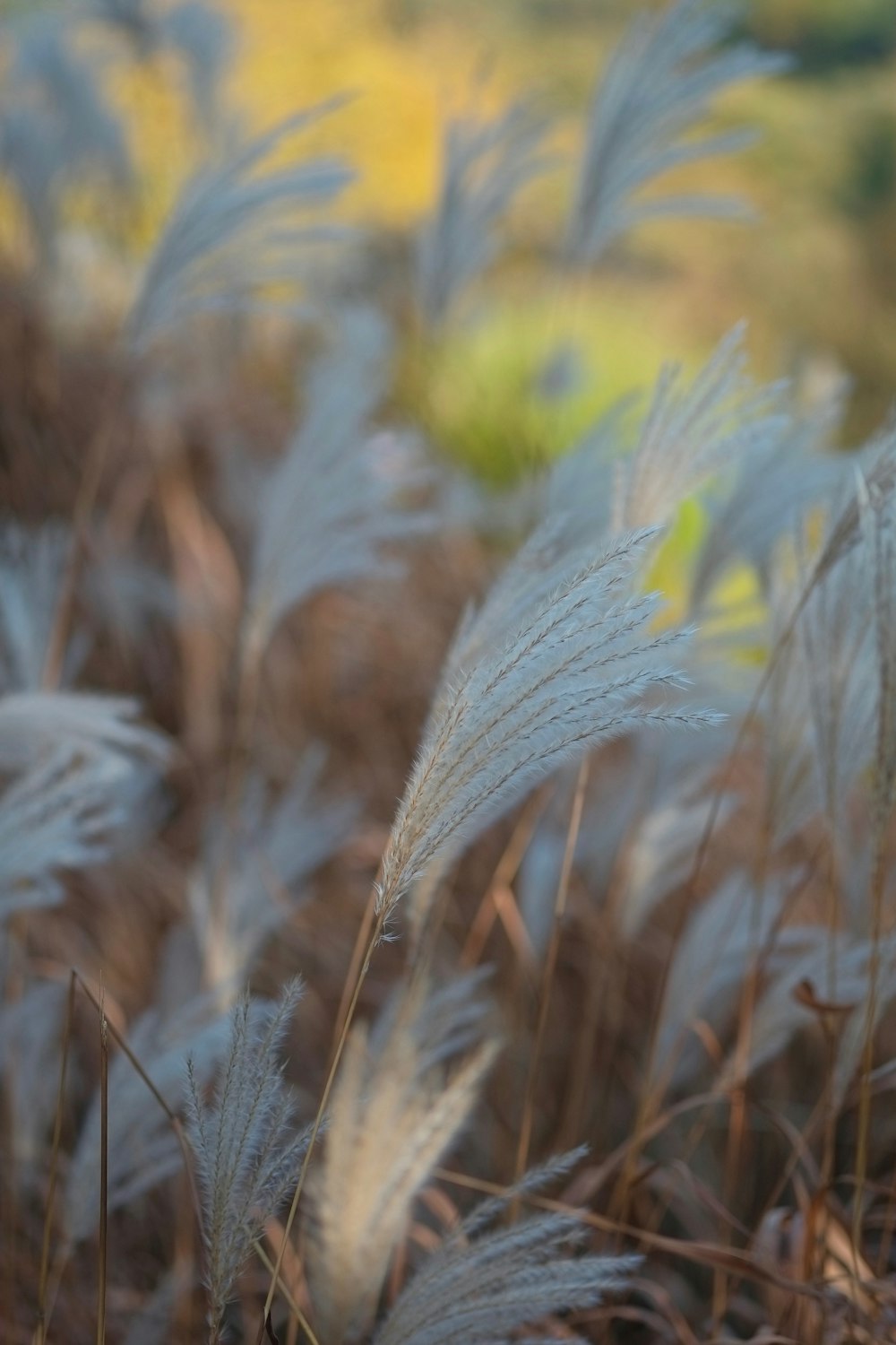 brown wheat field