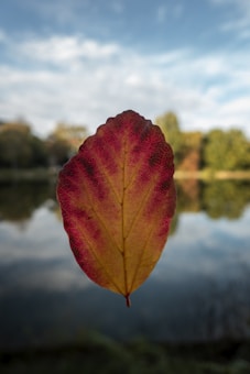 A single autumn leaf with shades of red and yellow is prominently displayed against a blurred background of a serene lake and trees. The sky is cloudy, casting a soft light over the scene.