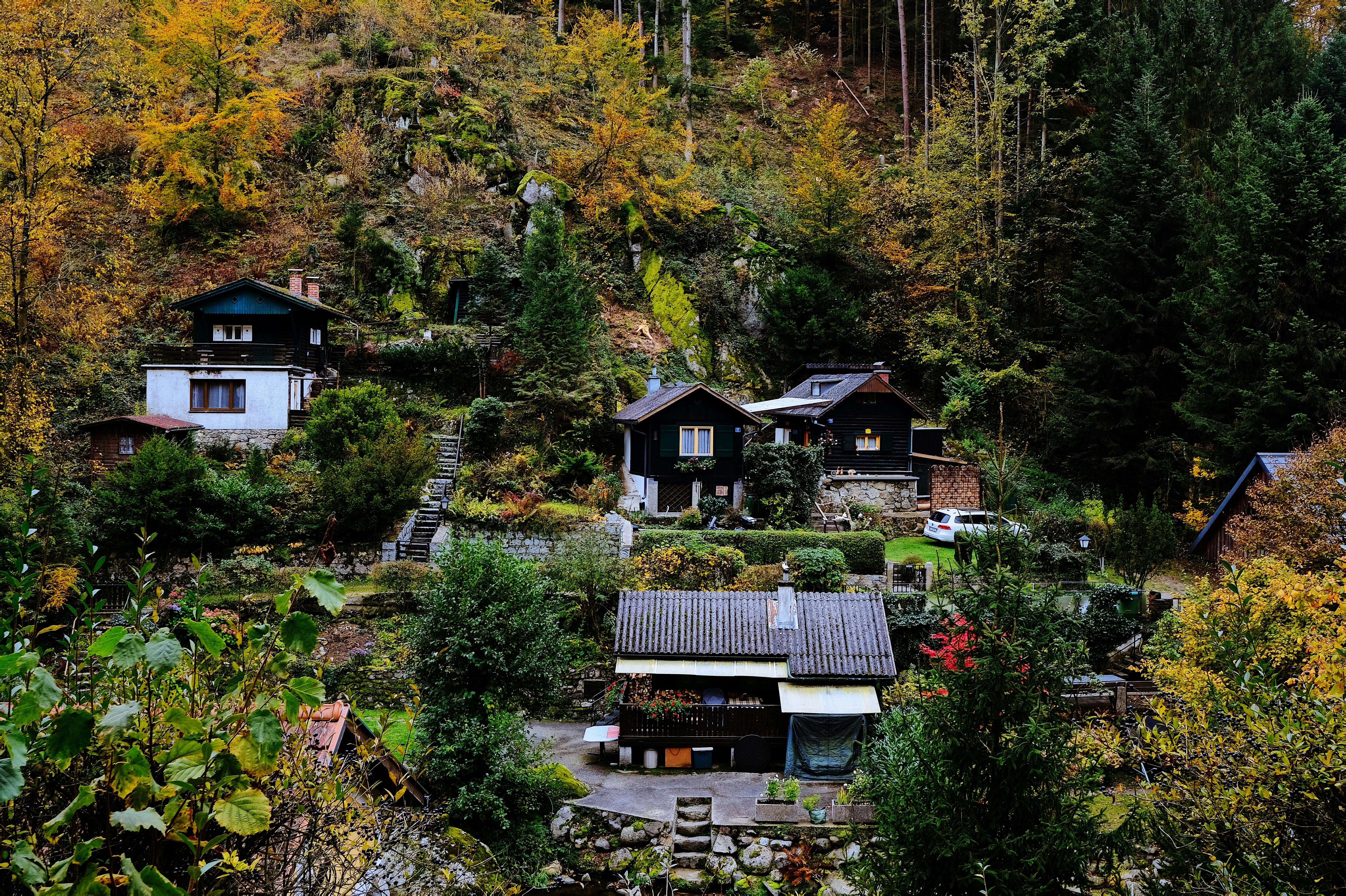 houses surrounded with tall and green trees during daytime