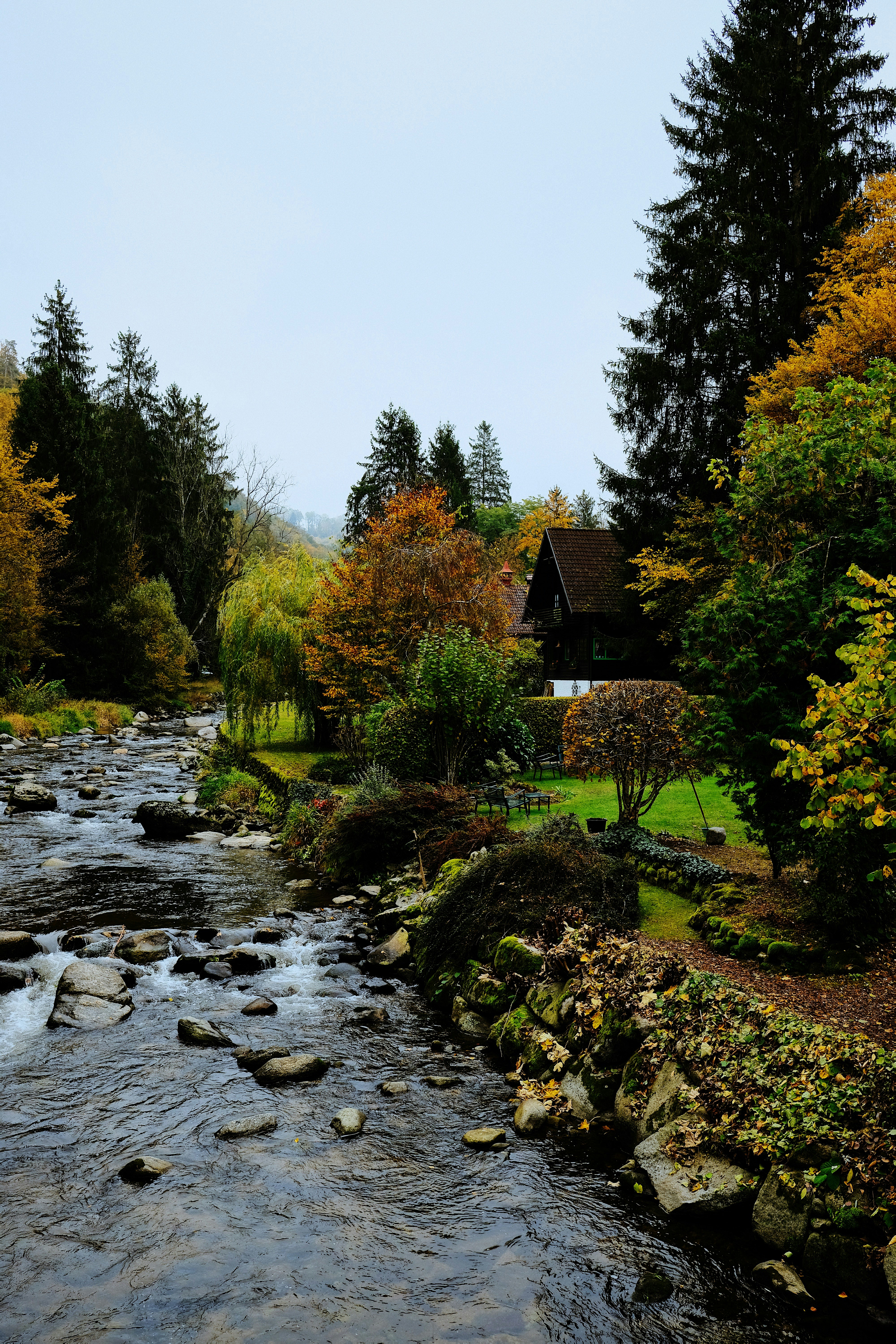 river between trees under gray sky