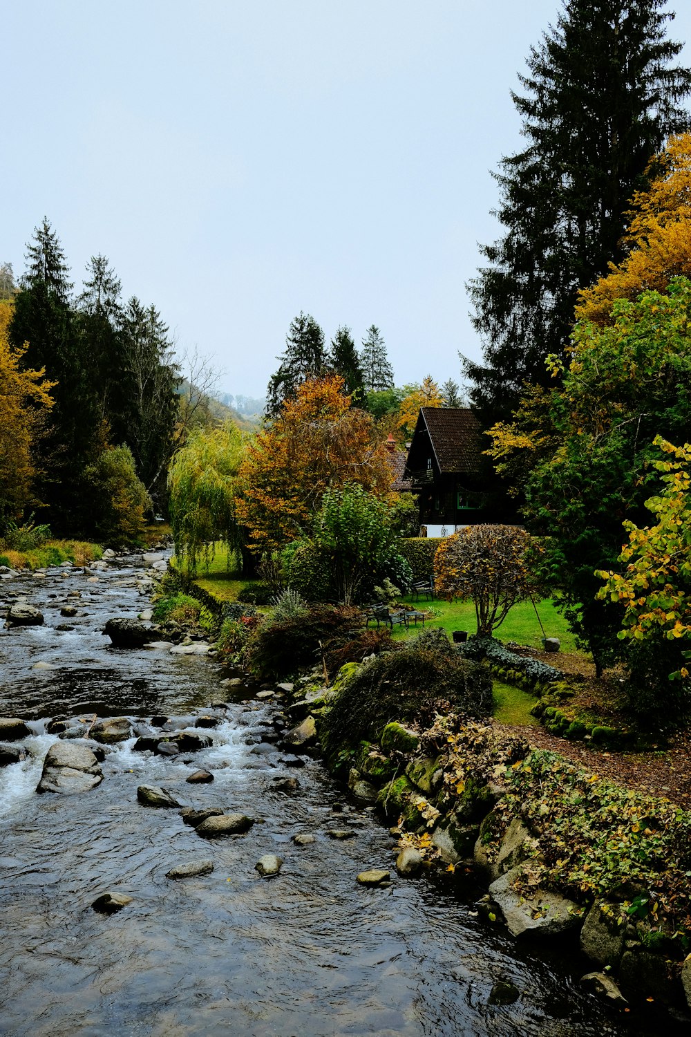 river between trees under gray sky